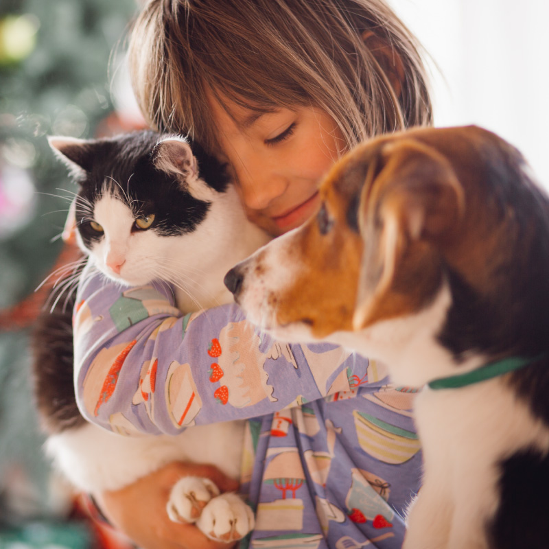 Dog Cat Food and Accessories