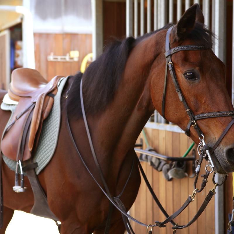 Training and Show Equipment